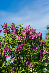 Fototapeta premium purple lilac bush blooming in May day. City park