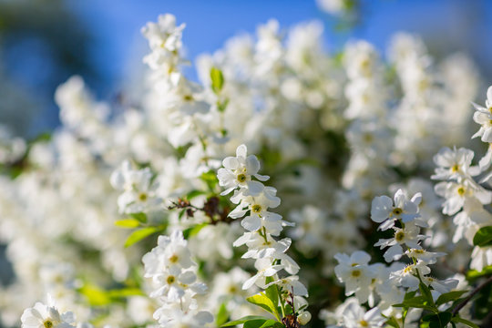 White  flowers of the cherry blossoms