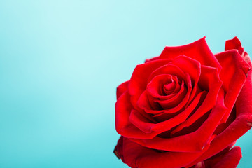 Closeup of blossoming red rose flower on blue