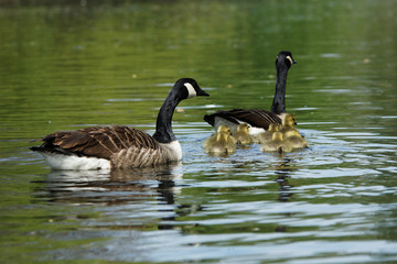 Obraz premium Canada Goose, Branta canadensis