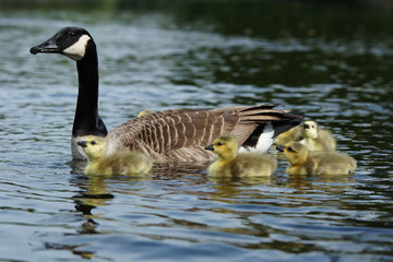 Canada Goose, Branta canadensis
