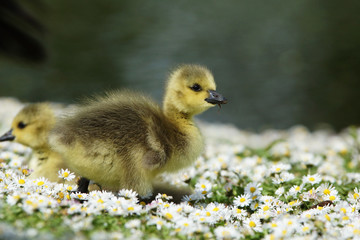 Canada Goose, Branta canadensis