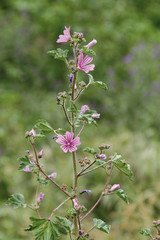 Malva rosa en flor, malva sylvestris