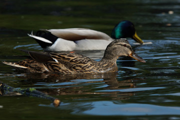 Mallard, Anas platyrhynchos