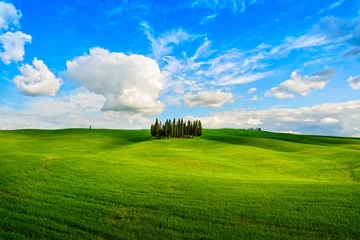 Fotobehang Cypress group and field rural landscape in Orcia, San Quirico, T © stevanzz