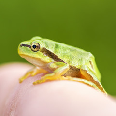 San Antonio Frog (Hyla arborea) on the finge. European Tree Frog