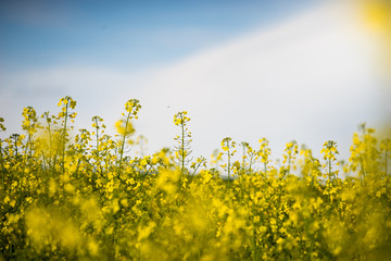 Frühling