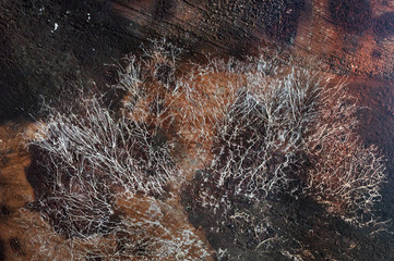 White mushrooms in the dark on wood log.