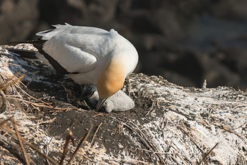 Northern Gannet checking chick