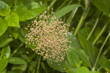 Mass bundle of yellow baby garden spiders