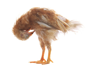 eggs hen chicken standing and preening plumage feather isolated