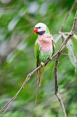 male Red-breasted Parakeet