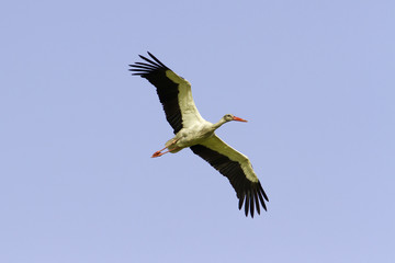 White Stork flying with blue sky / Ciconia ciconia