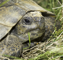 Spur-Thighed tortoise close-up (Testudo graeca ibera)