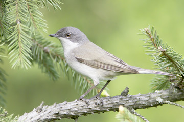 lesser whitethroat  - close up / Sylvia curruca