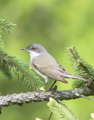 lesser whitethroat  - close up / Sylvia curruca