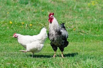 Hens and rooster