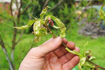 Kräuselkrankheit  - Leaf curl 04