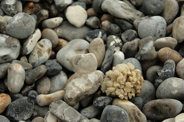 oeuf de buccin ou oeuf de bulot (Buccinum undatum)
