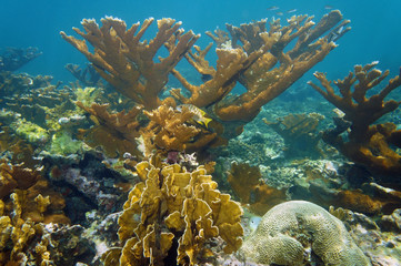 Naklejka na ściany i meble Underwater landscape in a coral reef