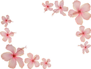 ハイビスカスのフレーム