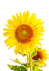 Obraz premium Sunflower