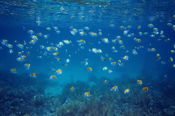 Foto auf Acrylglas Antireflex School of fish with water surface ripples © dam