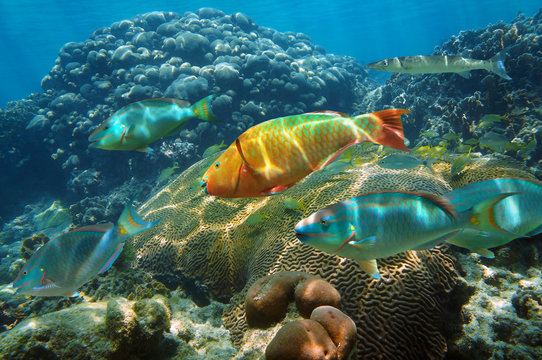 Fototapeta Underwater in the Caribbean sea with colorful fish in a coral reef