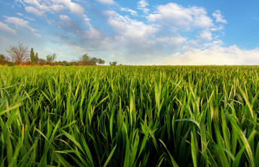 Spring Green field