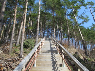 森林と階段