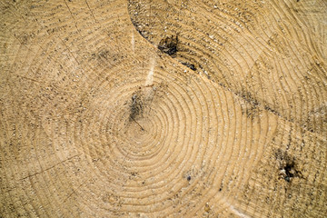 Fototapeta premium tree trunk