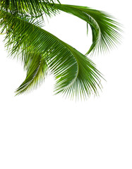 leaves of coconut tree isolated on white background