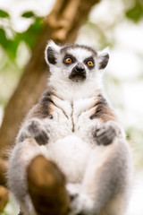 cute lemur