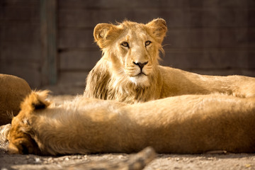 young lion during afternoon rest