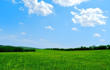 Obraz na płótnie Canvas зеленое поле