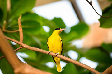  yellow  canary on branch
