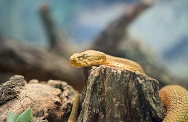 Snake