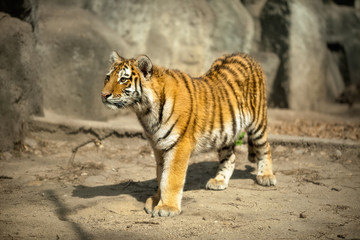 Fototapeta na wymiar Beautiful amur tiger