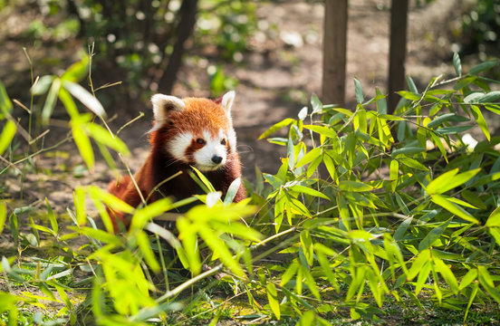 Fototapeta lesser panda