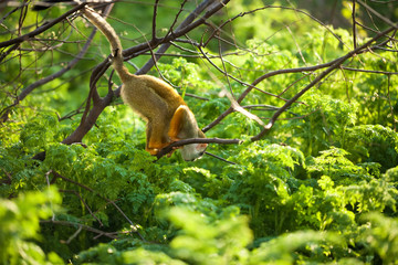 Funny young squirrel monkey