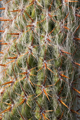 Naklejka na ściany i meble Close Up of Cactus