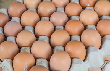 Chicken eggs in paper tray