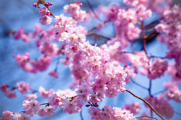 Beautiful Cherry blossom , pink sakura flower