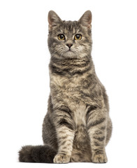 European Shorthair (6 months old) sitting