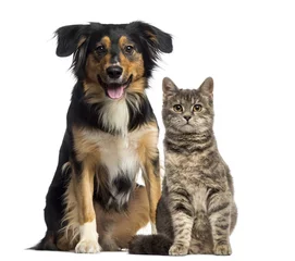 Crédence de cuisine en verre imprimé Chat Chat et chien assis ensemble