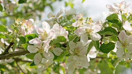 Apfelblüte