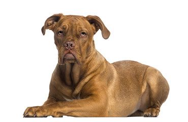 Dogue de Bordeaux lying down (8 months old)