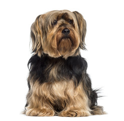 Yorkshire Terrier sitting (6 years old)