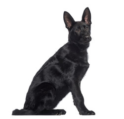 side view of a German Shepherd Dog puppy sitting (4 months old)
