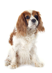 cavalier king charles